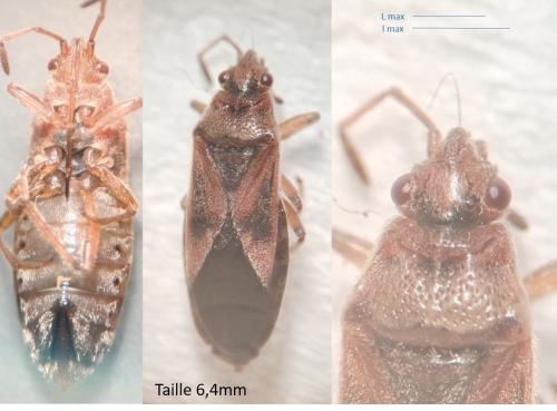 Arocatus sp.